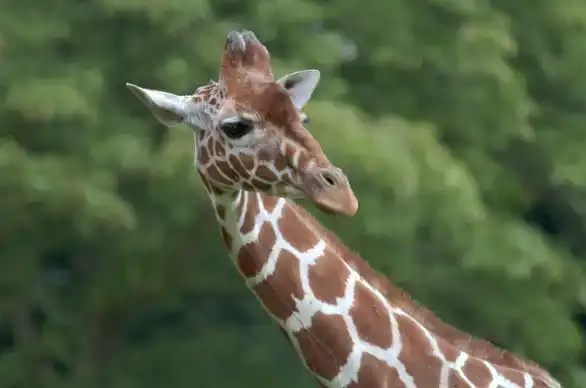 adjustment-layers-tutorial