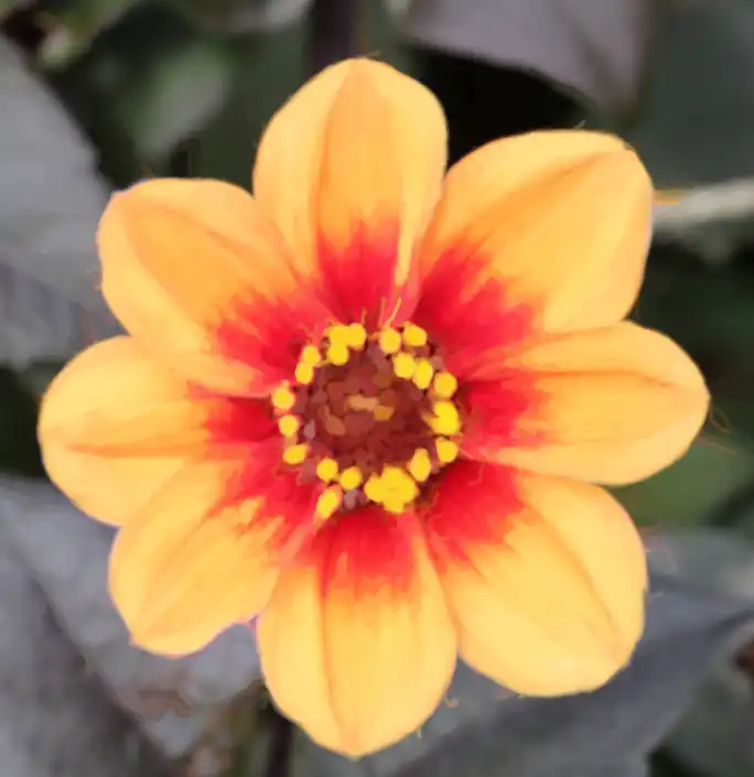 art-history-brush-tutorial