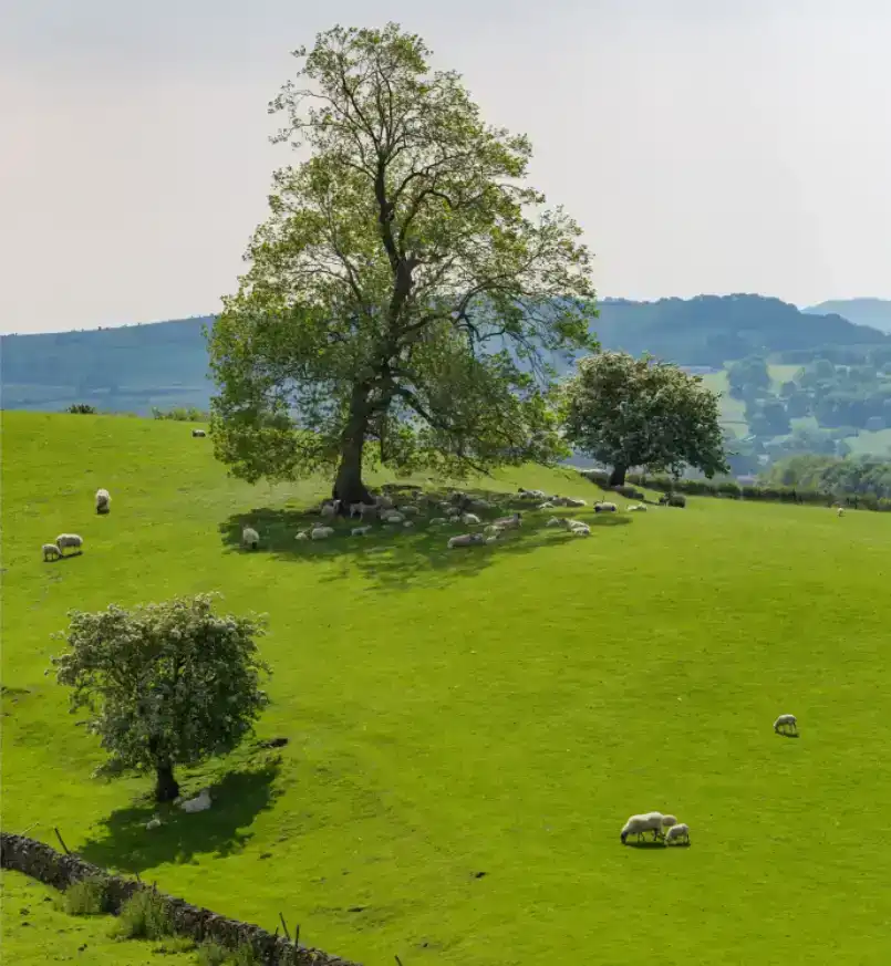 Photoshop Resize Object with Move Tool tutorial