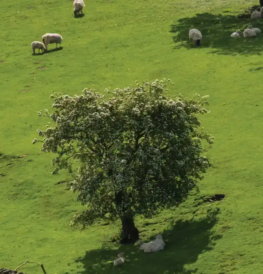 Photoshop Resize Object with Move Tool tutorial