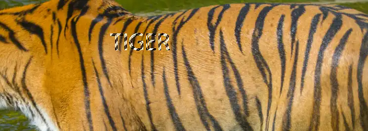 Photoshop horizontal type mask tool Tutorial