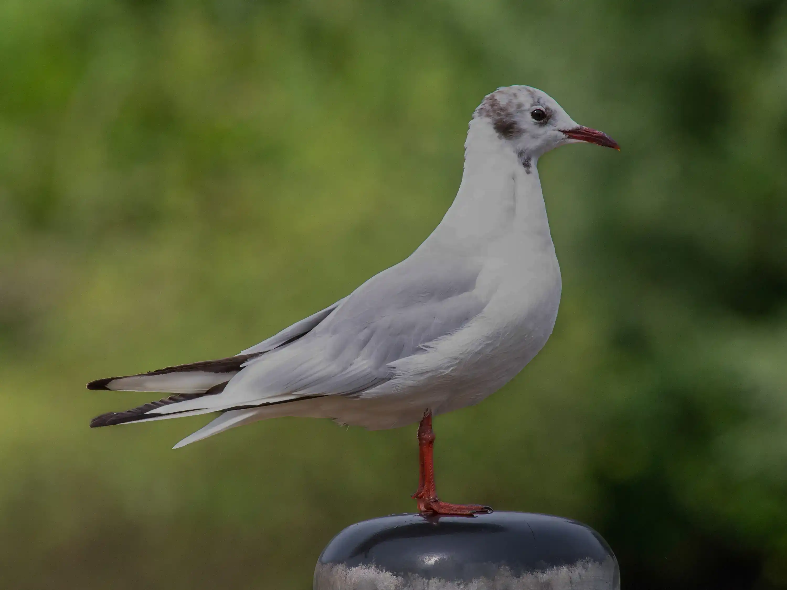 comparison of raw vs jpeg images