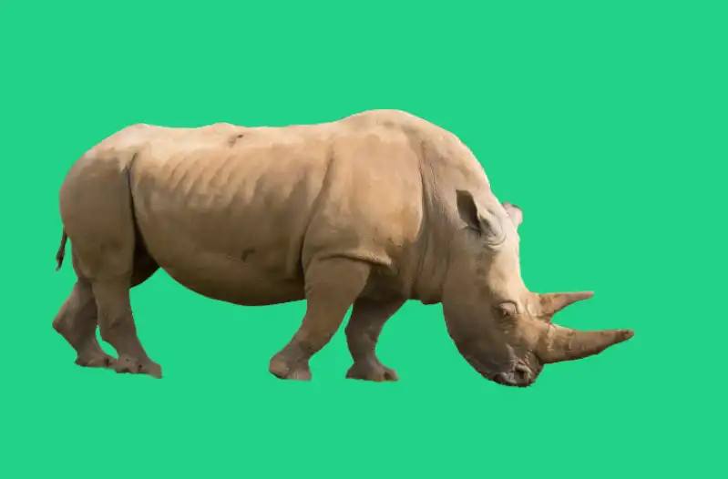 Photoshop Layer Masks basics Tutorial