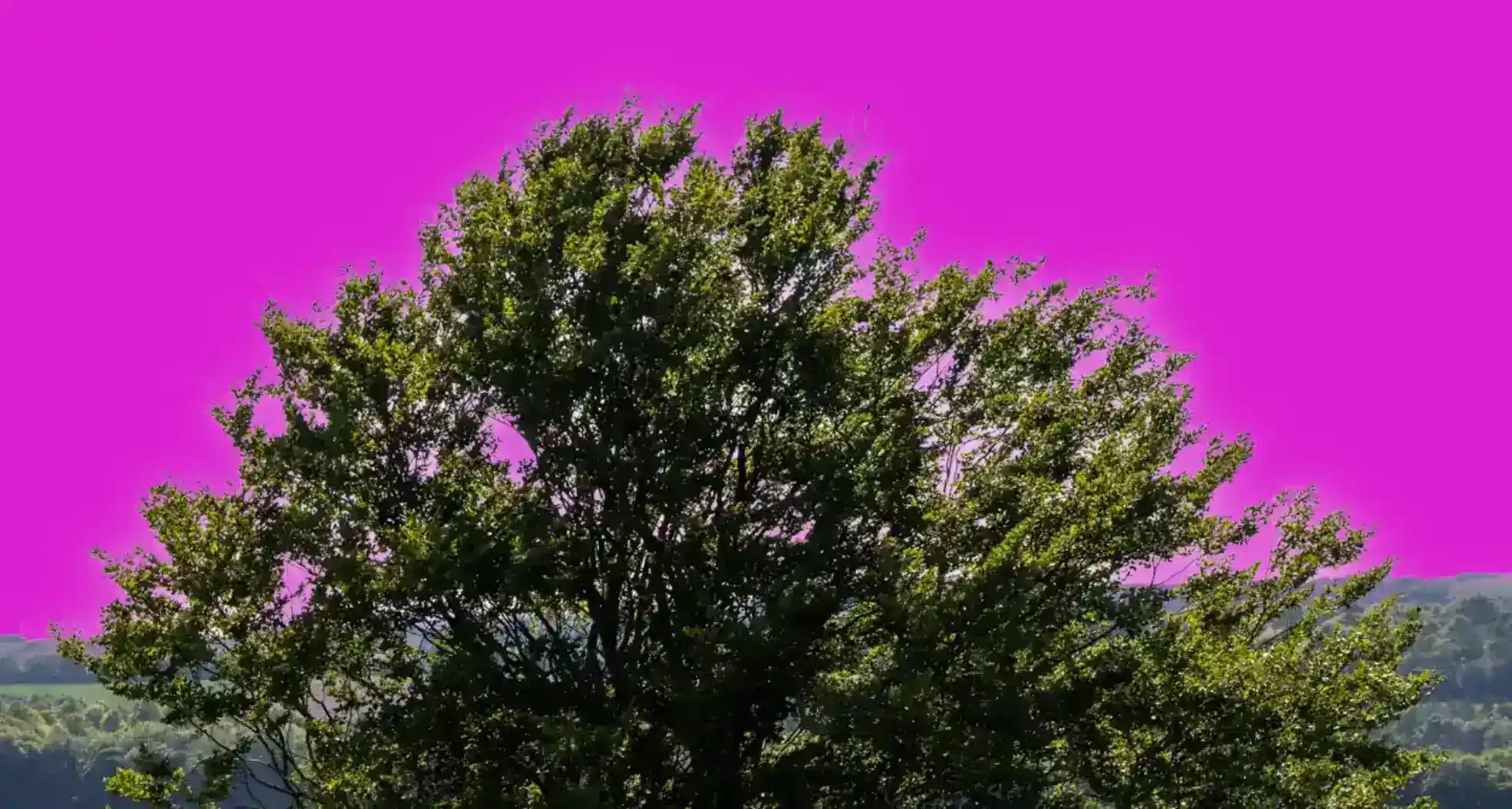 Photoshop Magic Wand Selection Tool Tutorial