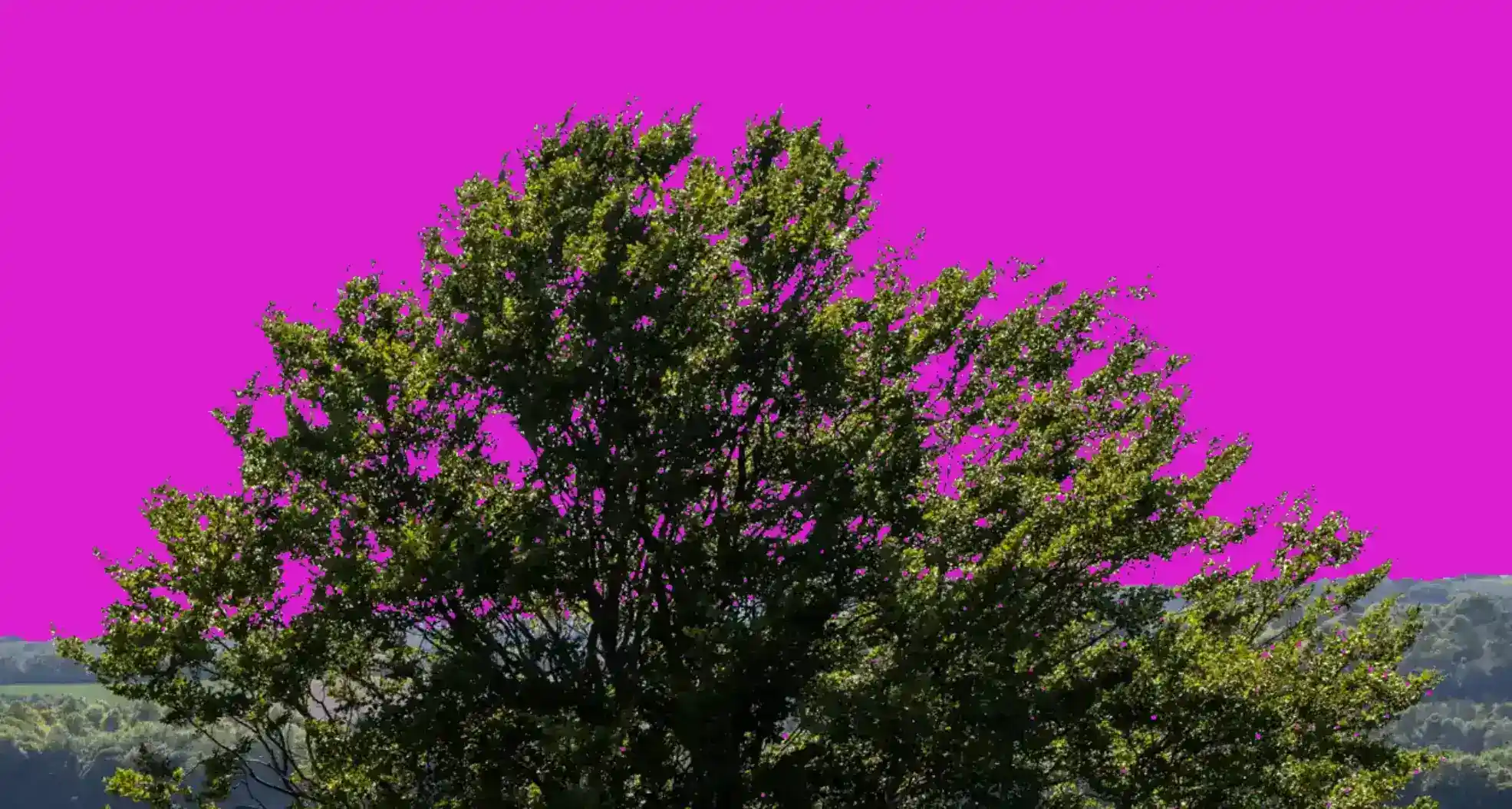 Photoshop Magic Wand Selection Tool Tutorial