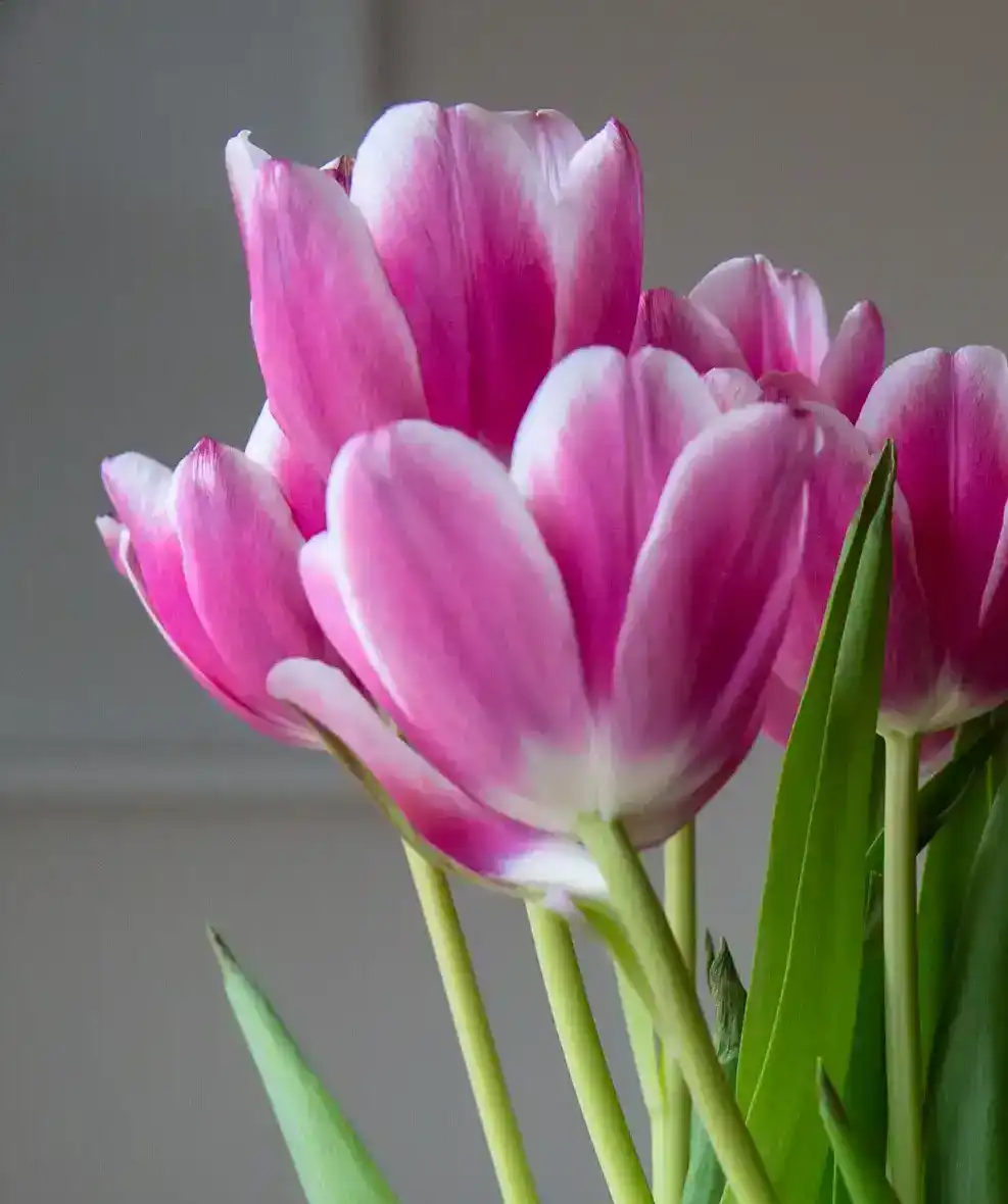 Photoshop Mixer Brush Tool Tutorial