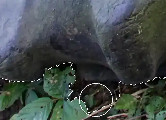 Photoshop Quick Selection Tool Tutorial