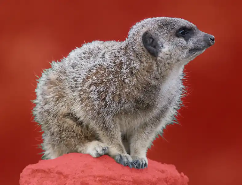 Photoshop Select and Mask Tool Tutorial