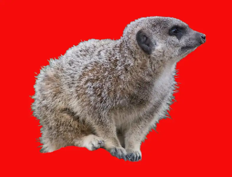 Photoshop Select and Mask Tool Tutorial