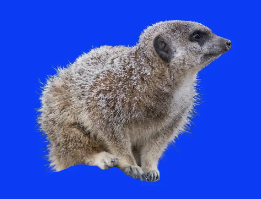 Photoshop Select and Mask Tool Tutorial