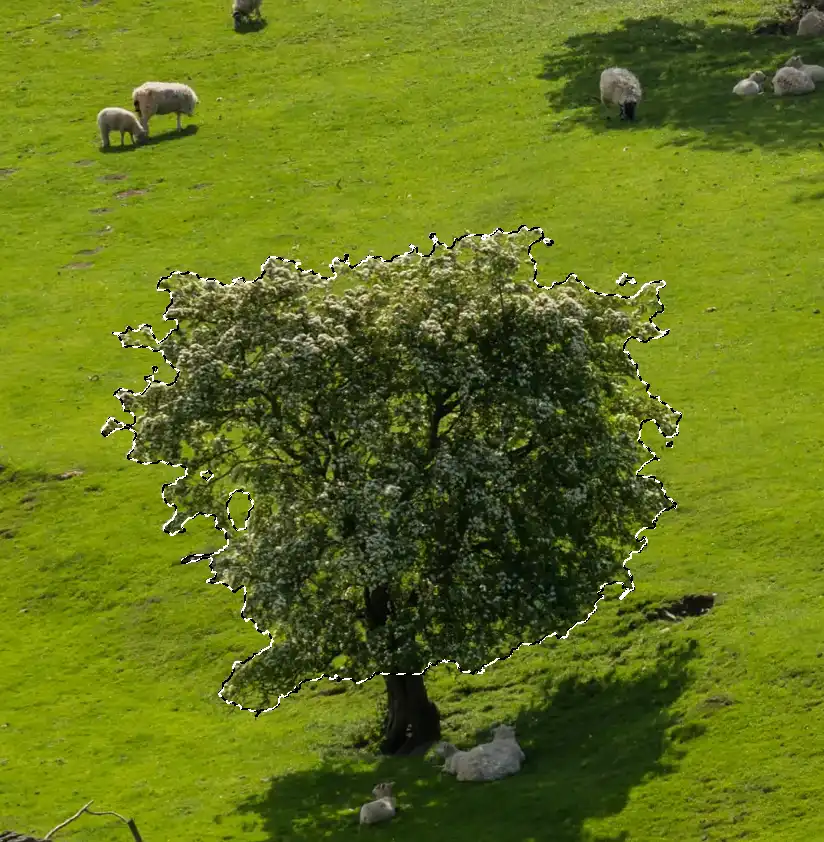 Photoshop Resize Object with Move Tool tutorial