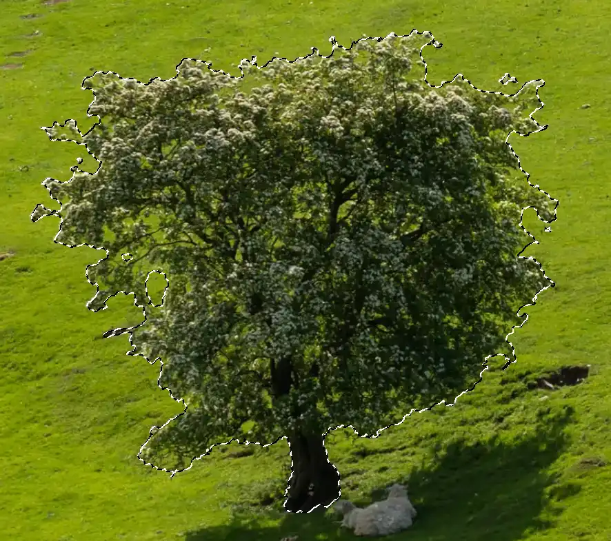 Photoshop Resize Object with Move Tool tutorial