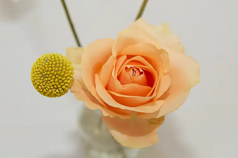 Wedding photography at Morden Hall, Wimbledon